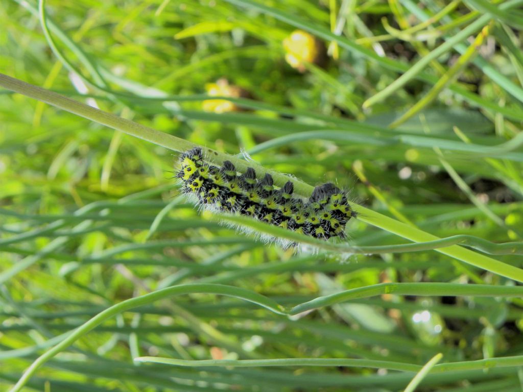 Identificazione bruco: Saturnia pavoniella - Saturniidae